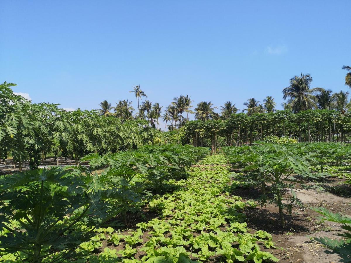 Thila Farm View Hotel Thoddoo Buitenkant foto
